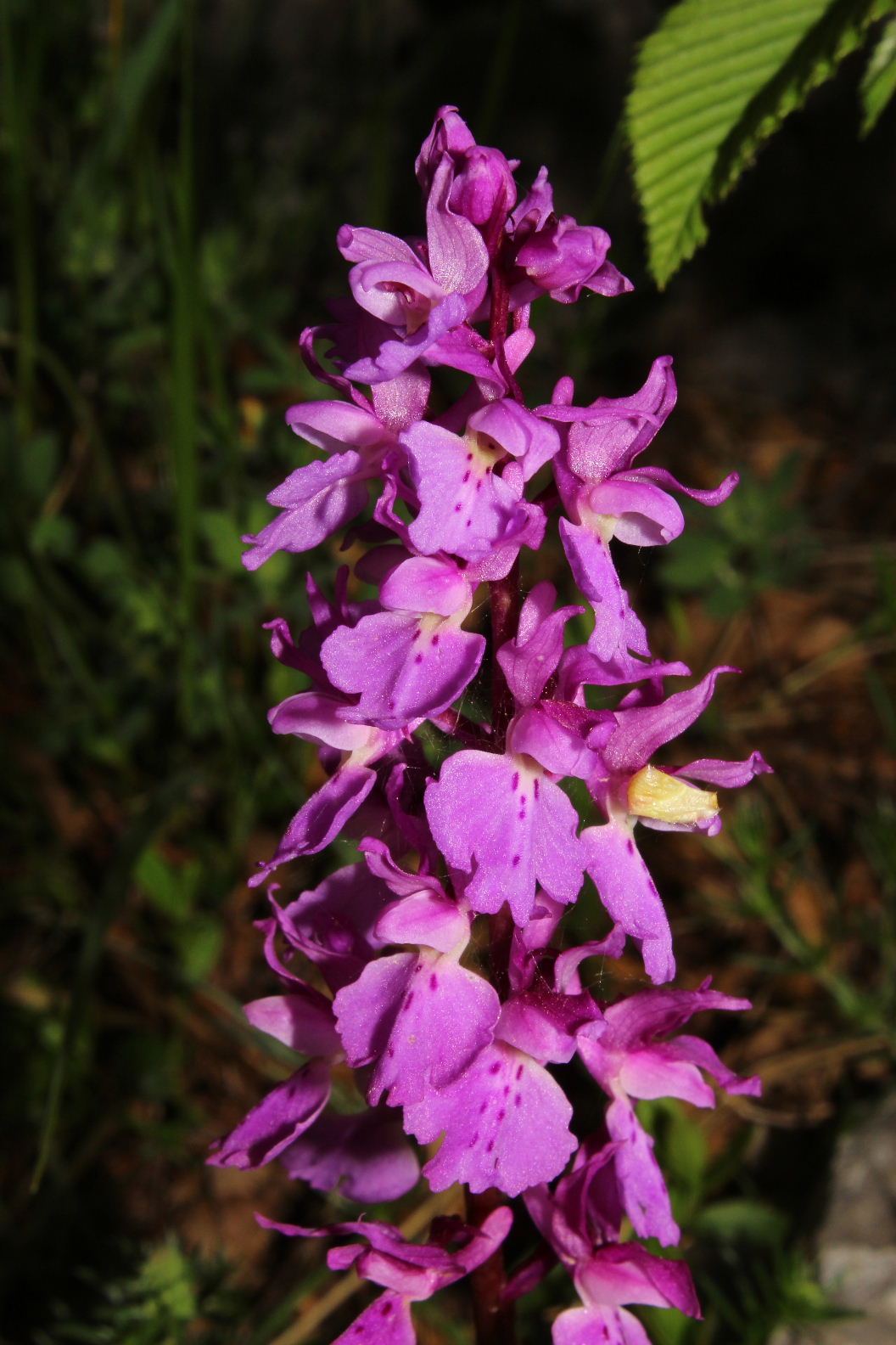 Orchis mascula subsp. speciosa